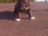 Irk Ve Saglik Garantili Show Kalite Maltipoo Yavrular