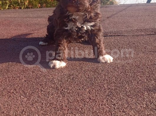 Irk Ve Saglik Garantili Show Kalite Maltipoo Yavrular görsel