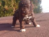 Irk Ve Saglik Garantili Show Kalite Maltipoo Yavrular