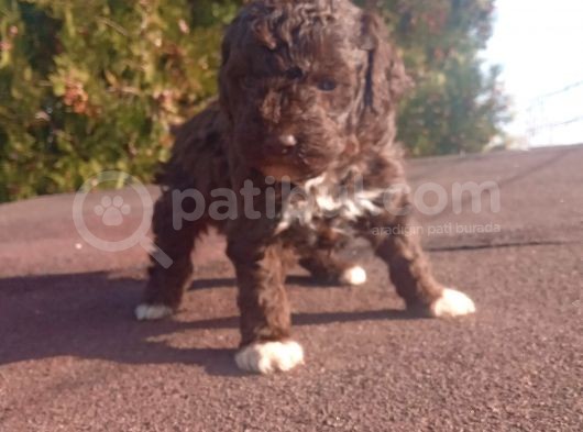 Irk Ve Saglik Garantili Show Kalite Maltipoo Yavrular görsel
