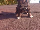 Irk Ve Saglik Garantili Show Kalite Maltipoo Yavrular