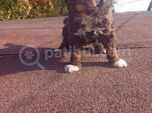 Irk Ve Saglik Garantili Show Kalite Maltipoo Yavrular görsel