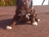 Irk Ve Saglik Garantili Show Kalite Maltipoo Yavrular