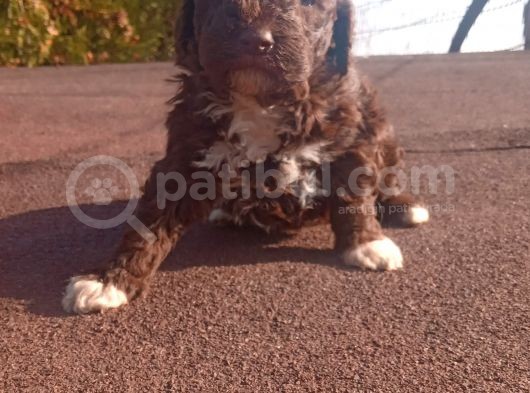 Irk Ve Saglik Garantili Show Kalite Maltipoo Yavrular