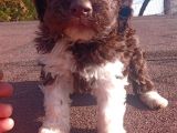 Irk Ve Saglik Garantili Show Kalite Maltipoo Yavrular