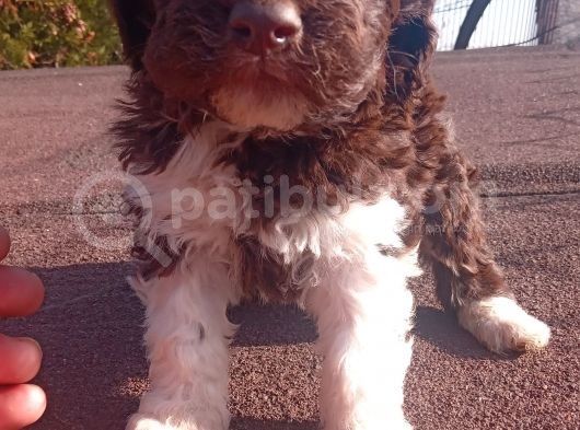 Irk Ve Saglik Garantili Show Kalite Maltipoo Yavrular