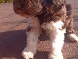 Irk Ve Saglik Garantili Show Kalite Maltipoo Yavrular