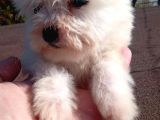 Maltese Terrier Yavrularimiz