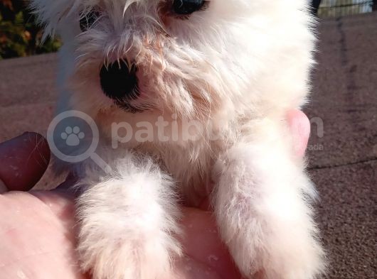 Maltese Terrier Yavrularimiz görsel