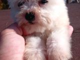 Maltese Terrier Yavrularimiz