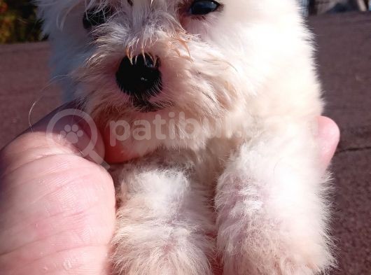 Maltese Terrier Yavrularimiz görsel