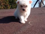 Maltese Terrier Yavrularimiz