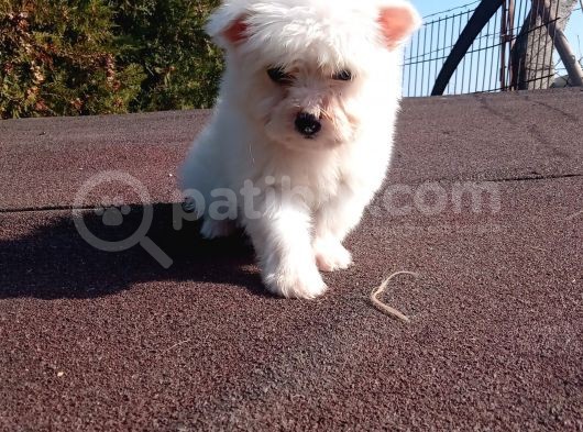 Maltese Terrier Yavrularimiz görsel