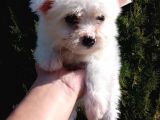 Maltese Terrier Yavrularimiz