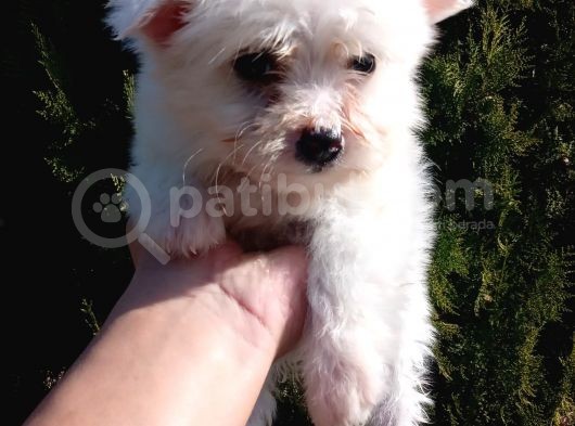 Maltese Terrier Yavrularimiz