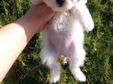 Teacup Disi Morkie Yavrumuz