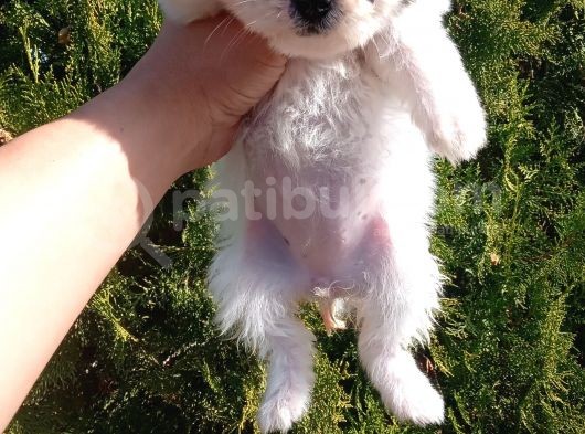 Teacup Disi Morkie Yavrumuz