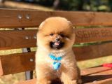 Yakışıklı Pomeranian Boo Teddy Bear