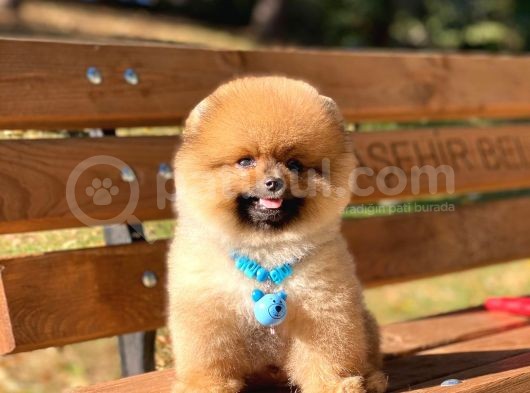 Yakışıklı Pomeranian Boo Teddy Bear görsel