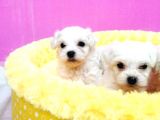 A Kalite Maltese Terri̇er