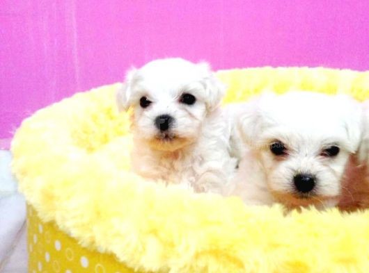 A Kalite Maltese Terri̇er görsel