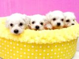 A Kalite Maltese Terri̇er