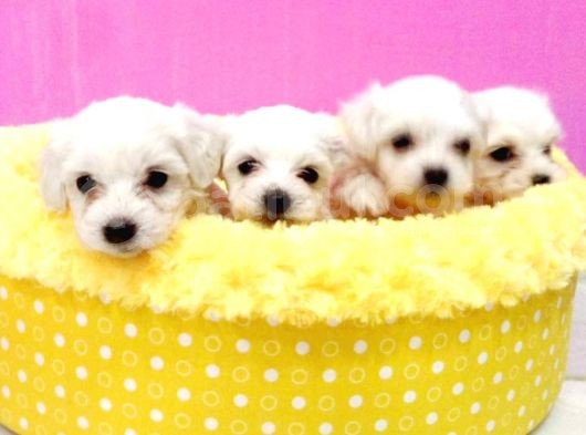 A Kalite Maltese Terri̇er görsel
