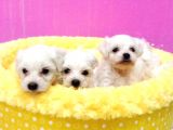 A Kalite Maltese Terri̇er