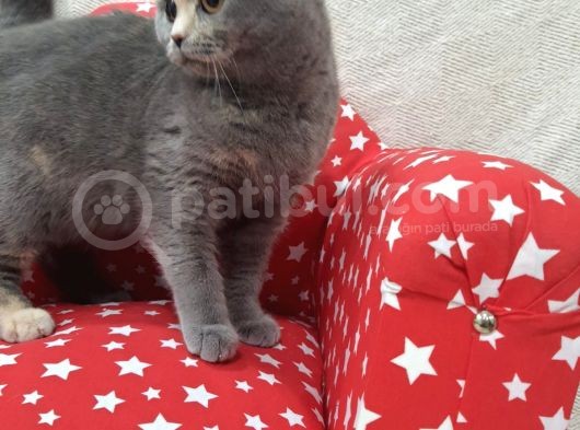 Ipek Tüylü Kızlarımız British Shorthair Yeni Ailelerini Bekliyor görsel