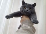 Ipek Tüylü Kızlarımız British Shorthair Yeni Ailelerini Bekliyor