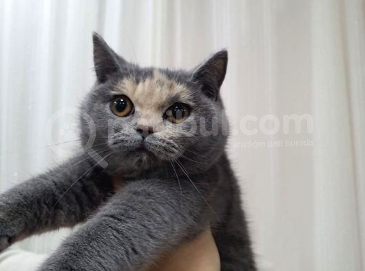 Ipek Tüylü Kızlarımız British Shorthair Yeni Ailelerini Bekliyor görsel