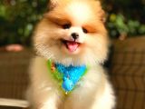Party Colour Pomerani̇an