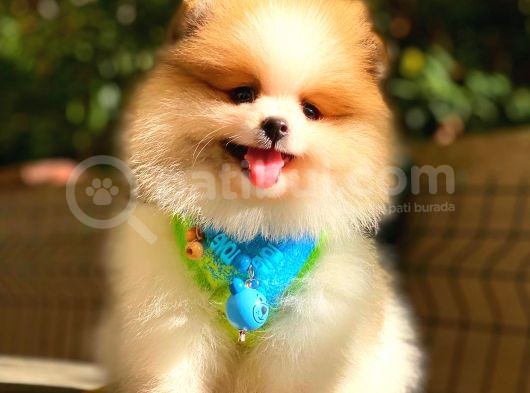 Party Colour Pomerani̇an görsel