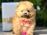 Teddy Face Boo Pomeranian Yavrular