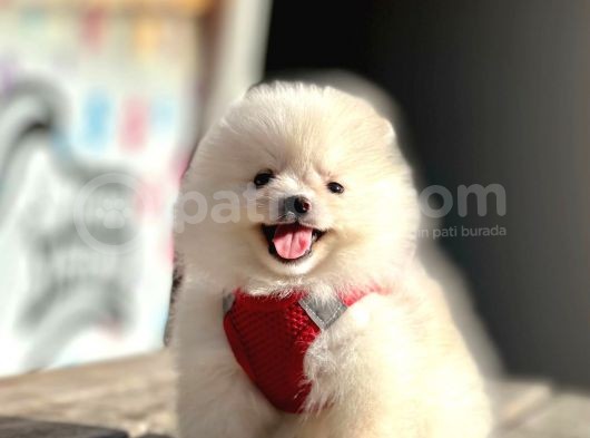 Ayıcık Surat Boo Pomeranian Yavrular görsel