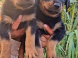 Dişi Rottweiler Yavrular