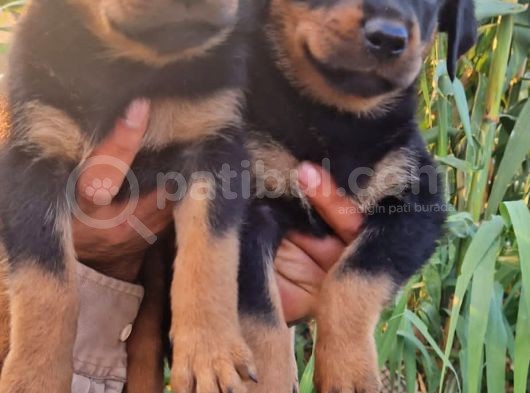 Dişi Rottweiler Yavrular görsel