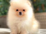 Ayicik Üst Kali̇te Pomerani̇an Boo
