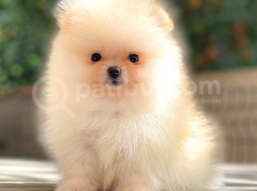 Ayicik Üst Kali̇te Pomerani̇an Boo görsel