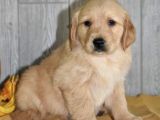 Bebek Yüzlü Golden Retriver