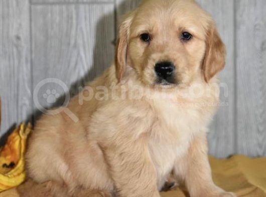 Bebek Yüzlü Golden Retriver görsel