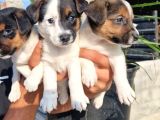 Erkek Jack Russel Yavrular