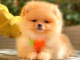 Krem Pomerani̇an Boo