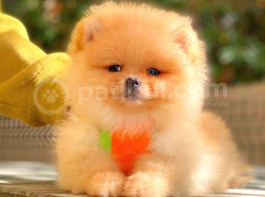 Krem Pomerani̇an Boo görsel