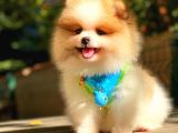 Party Colour Pomerani̇an