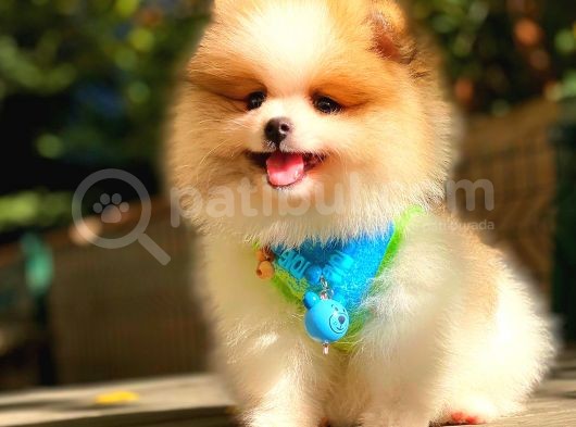 Party Colour Pomerani̇an görsel