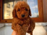 Pasaportlu Kimlikli Toy Poodle Yavrumuz