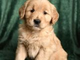 Bebek Yüzlü Golden Retriver