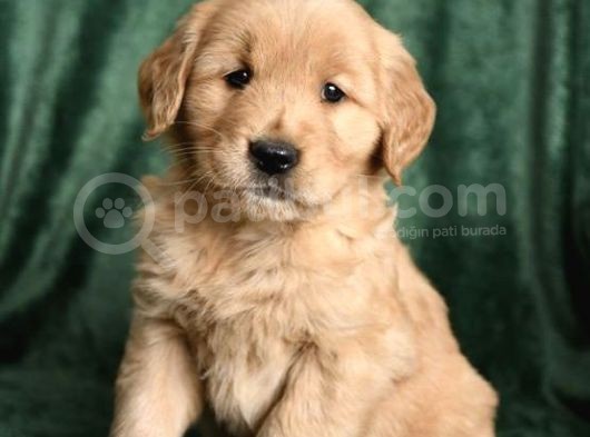 Bebek Yüzlü Golden Retriver