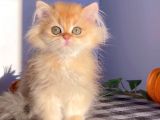 British Longhair Golden  Erkek